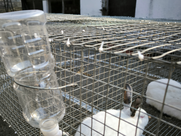 Rabbit Automatic Water Nozle