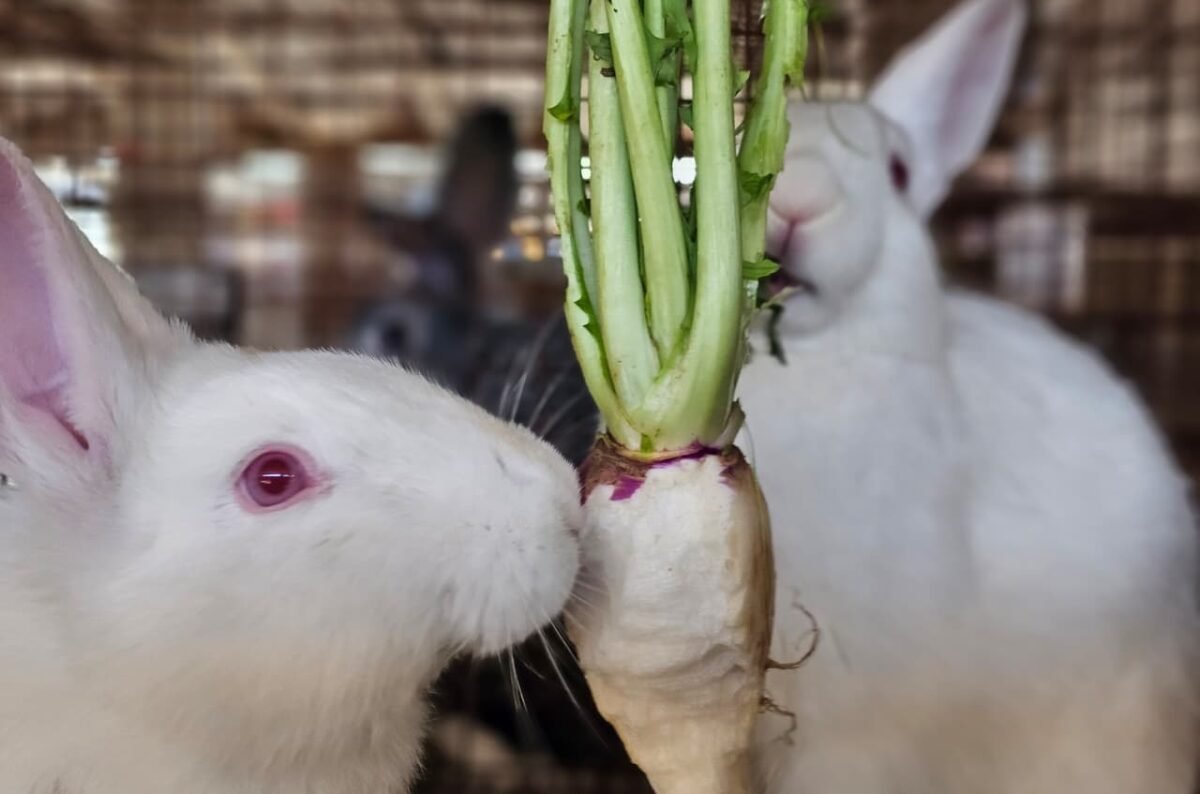 Sustainable Rabbit Farming