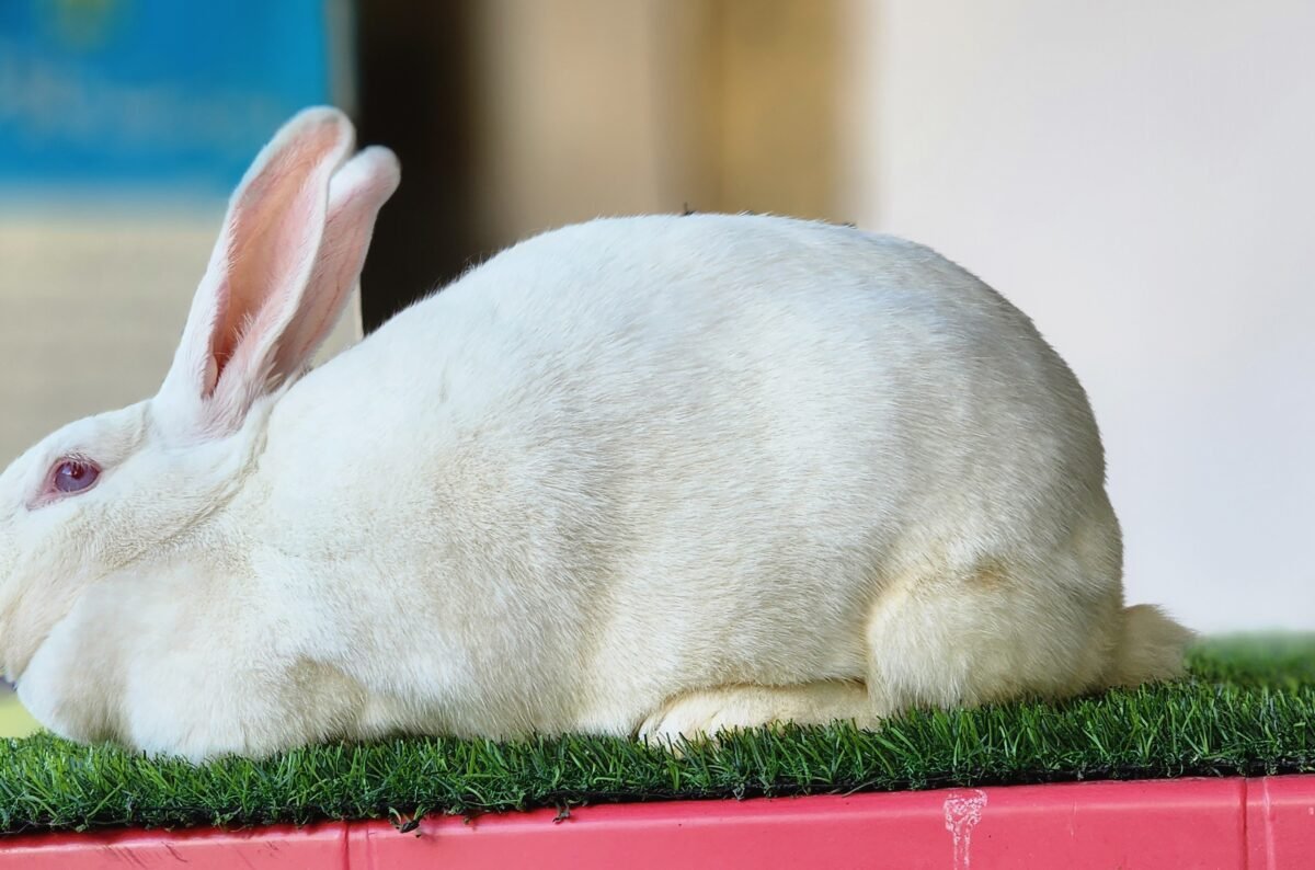 Value-Added Opportunities