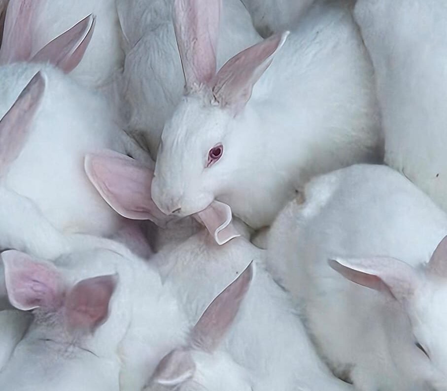 Building Livelihoods Through Rabbit Farming